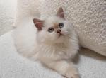Fiona - Himalayan Kitten For Sale - Tallahassee&comma; FL&comma; US