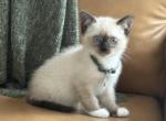 Gray Collar - Siamese Kitten For Sale - Meadville&comma; PA&comma; US