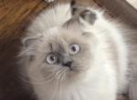 Dora - Scottish Fold Kitten For Sale - Tallahassee&comma; FL&comma; US