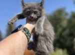 Highland Lynx June litter - Highlander Kitten For Sale - Absarokee&comma; MT&comma; US