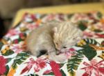 Polydactyl - Polydactyl Kitten For Sale - Absarokee&comma; MT&comma; US