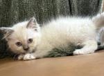 Black collar - Ragdoll Kitten For Sale - Meadville&comma; PA&comma; US