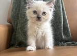 Black collar - Ragdoll Kitten For Sale - Meadville&comma; PA&comma; US