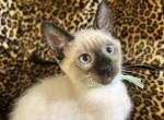 Luna - Siamese Kitten For Sale - Wooster&comma; OH&comma; US