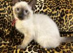 Jasmine - Siamese Kitten For Sale - Wooster&comma; OH&comma; US