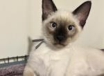 Romeo - Siamese Kitten For Sale - 