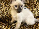 Valentino - Siamese Kitten For Sale - Wooster&comma; OH&comma; US