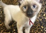 Sapphire - Siamese Kitten For Sale - Wooster&comma; OH&comma; US