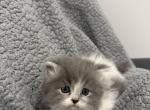 Blue White Bicolor Spots - Persian Kitten For Sale - 
