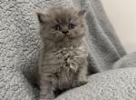 Blue Tabby Male Persian - Persian Kitten For Sale - Dearborn&comma; MI&comma; US