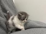 Blue White Bicolor White Tail Tip - Persian Kitten For Sale - Dearborn&comma; MI&comma; US
