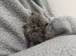 Blue Female White Patch Persian - Persian Kitten For Sale - 