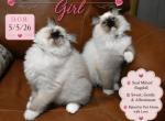 Pink & Purple - Ragdoll Kitten For Sale - 