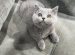 Lucy - British Shorthair Kitten For Sale - Englewood&comma; NJ&comma; US