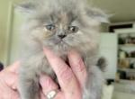 Grey - Persian Kitten For Sale - 