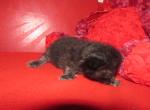 kittens deposit - Ragdoll Kitten For Sale - Beckley&comma; WV&comma; US