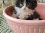 Junior - Persian Kitten For Sale - Bourbonnais&comma; IL&comma; US