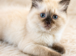 Cloudy - Himalayan Kitten For Sale - 
