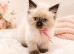 Ziti - Himalayan Kitten For Sale - 