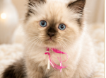 Pinkie - Himalayan Kitten For Sale - 