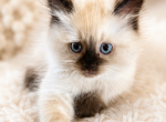 Blanky - Himalayan Kitten For Sale - Apollo Beach&comma; FL&comma; US