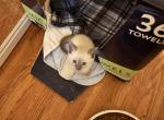 Blue point Siamese litters males - Siamese Kitten For Sale - Youngstown&comma; OH&comma; US
