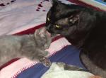 Cleapatra - Domestic Kitten For Sale - Minneapolis&comma; MN&comma; US