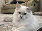 Tarzan - Ragdoll Kitten For Sale - Cleveld&comma; TN&comma; US