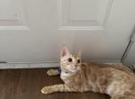HoRahngYi - Domestic Cat For Sale - Mc Donough&comma; GA&comma; US