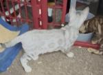 Rosette Spotted Silver Bengal Kitten - Bengal Kitten For Sale - La Grange&comma; KY&comma; US