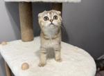 Nina - Scottish Fold Kitten For Sale - Rahway&comma; NJ&comma; US