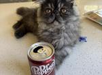 Freddy - Persian Kitten For Sale - Pleasant Hill&comma; CA&comma; US