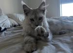 Odin - Maine Coon Cat For Sale - Metairie&comma; LA&comma; US