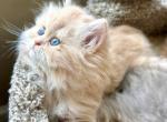 Patriot - Persian Kitten For Sale - Pensacola&comma; FL&comma; US