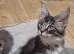 Atlas - Maine Coon Kitten For Sale - Naples&comma; FL&comma; US