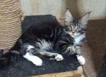 Orion - Maine Coon Kitten For Sale - Naples&comma; FL&comma; US