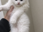 Snowflake - Maine Coon Kitten For Sale - Monroe&comma; OH&comma; US