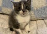 Gary - Maine Coon Kitten For Sale - Farmington&comma; CT&comma; US