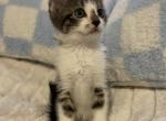 Miles - Maine Coon Kitten For Sale - Farmington&comma; CT&comma; US