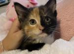 Bella - Maine Coon Kitten For Sale - 