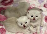 Prinz - Scottish Straight Kitten For Sale - Bradenton&comma; FL&comma; US