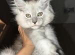 Silver ticked tabby female - Maine Coon Kitten For Sale - Palm Coast&comma; FL&comma; US