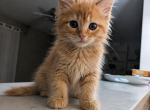 Garfield - Maine Coon Kitten For Sale - Monroe&comma; OH&comma; US