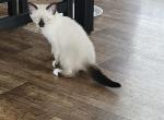 Pretty and Cactus - Snowshoe Kitten For Sale - Randleman&comma; NC&comma; US
