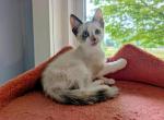 Tortie Pointed Female - Siamese Kitten For Sale - Sand Lake&comma; MI&comma; US