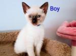Sukies - Siamese Kitten For Sale - Vandergrift&comma; PA&comma; US