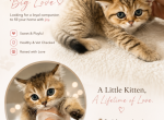 Candy - Scottish Straight Kitten For Sale - Wellesley&comma; MA&comma; US