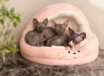 Stella - Sphynx Kitten For Sale - 