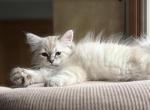 Jerry - Siberian Kitten For Sale - Prospect Heights&comma; IL&comma; US