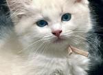 RESERVED Habiba - Ragdoll Kitten For Sale - Columbia&comma; MD&comma; US